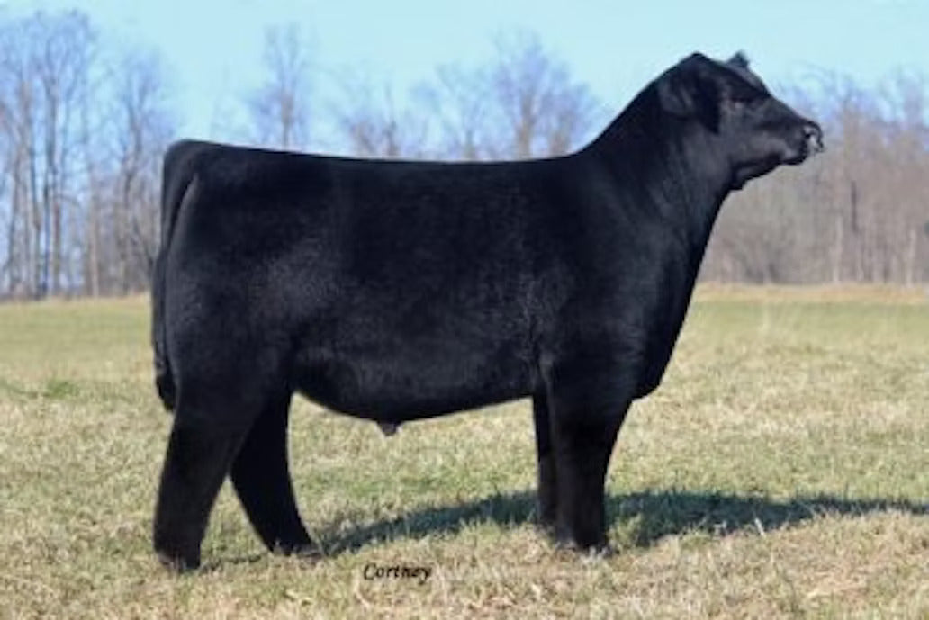 SSF On Point 4028 Bull Semen * Genesource