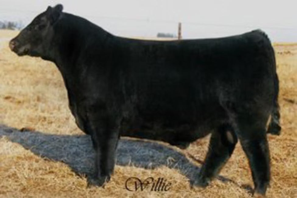 LLC/WMCC Big Softy 1157 Bull Semen * Genesource