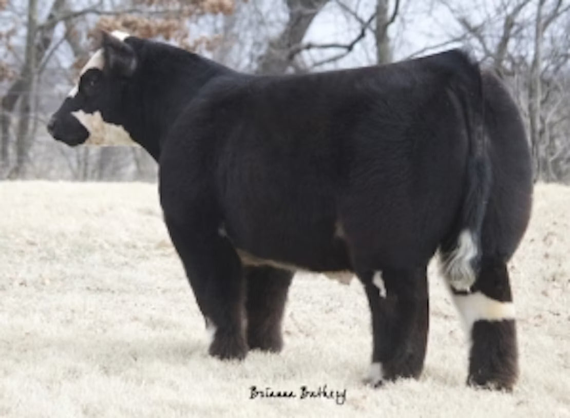 Control Freak Bull Semen * Genesource