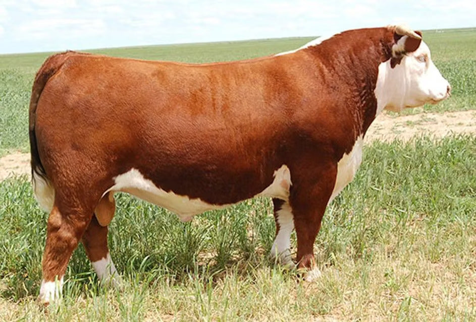 BR Nitro Aventus 3116 ET Bull Semen * Genesource