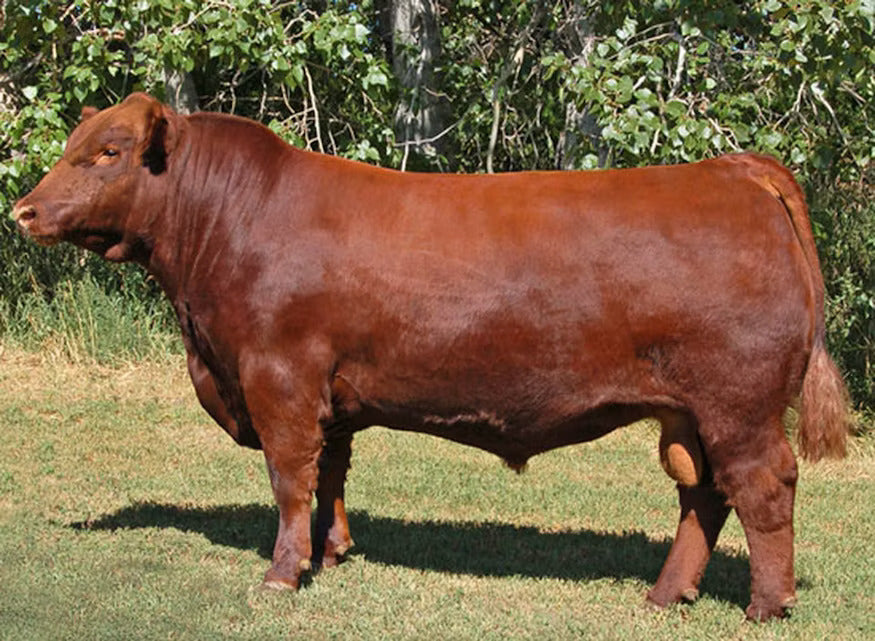 Red Lazy MC CC Detour 2W Bull Semen * Genesource