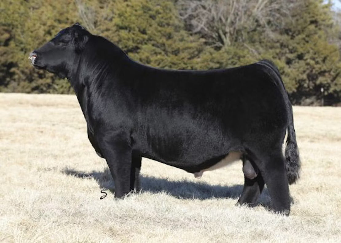 Geff County O Bull Semen * Genesource