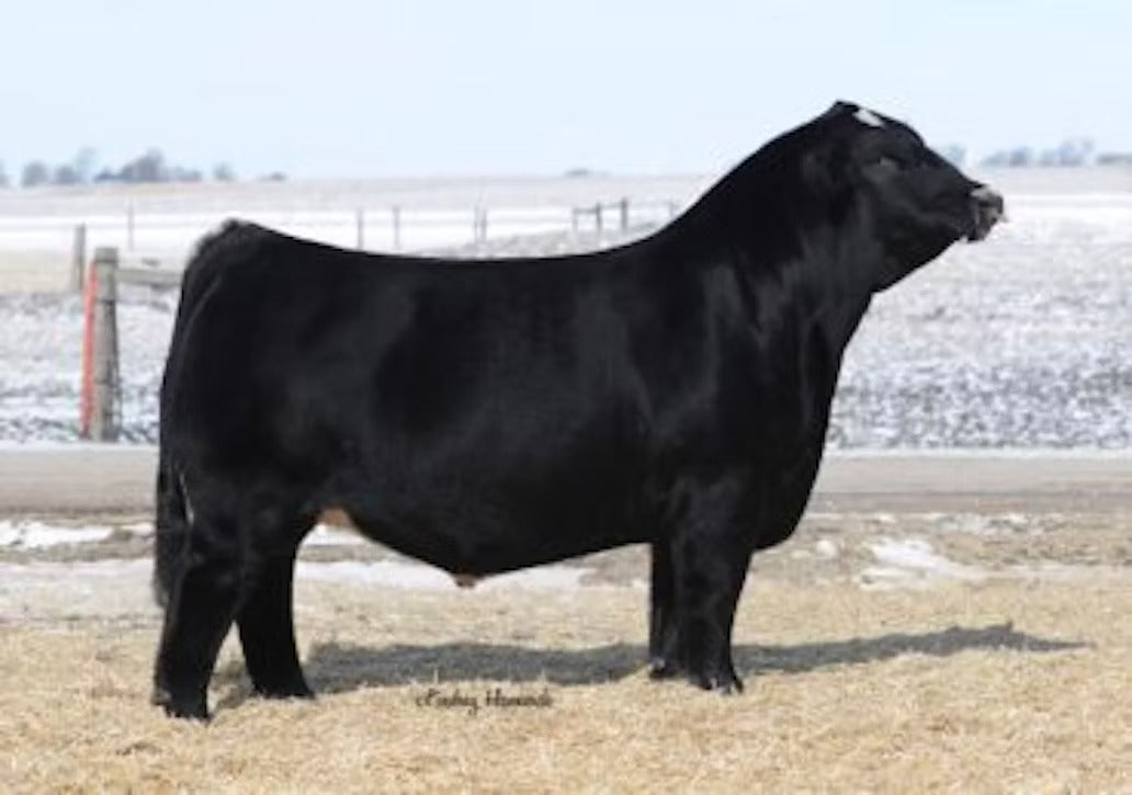 GSC GCCO Dew North 102C Bull Semen * Genesource