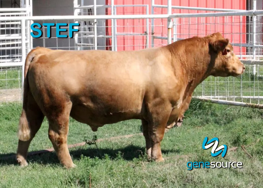 Steph Bull Semen * Genesource