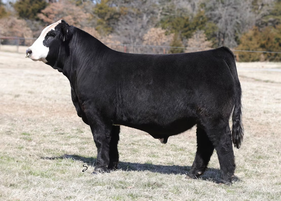 GCC Anderson Bean 8237F Bull Semen * Genesource