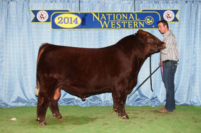 PZC TMAS MR Tony 2795 Bull Semen * Genesource