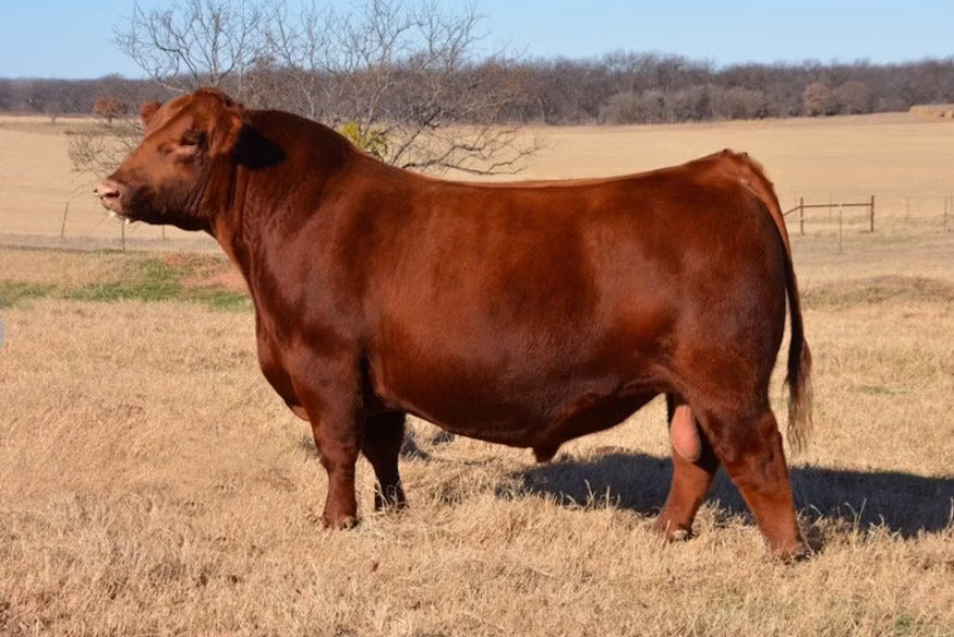 Red Northline Tucker 54E Bull Semen * Genesource