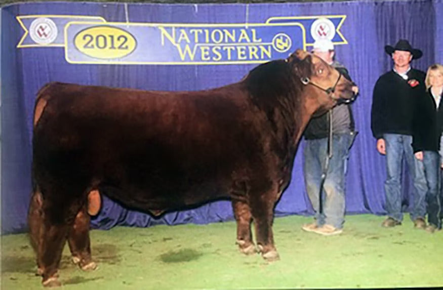 Red Northline Ignition 125W Bull Semen * Genesource