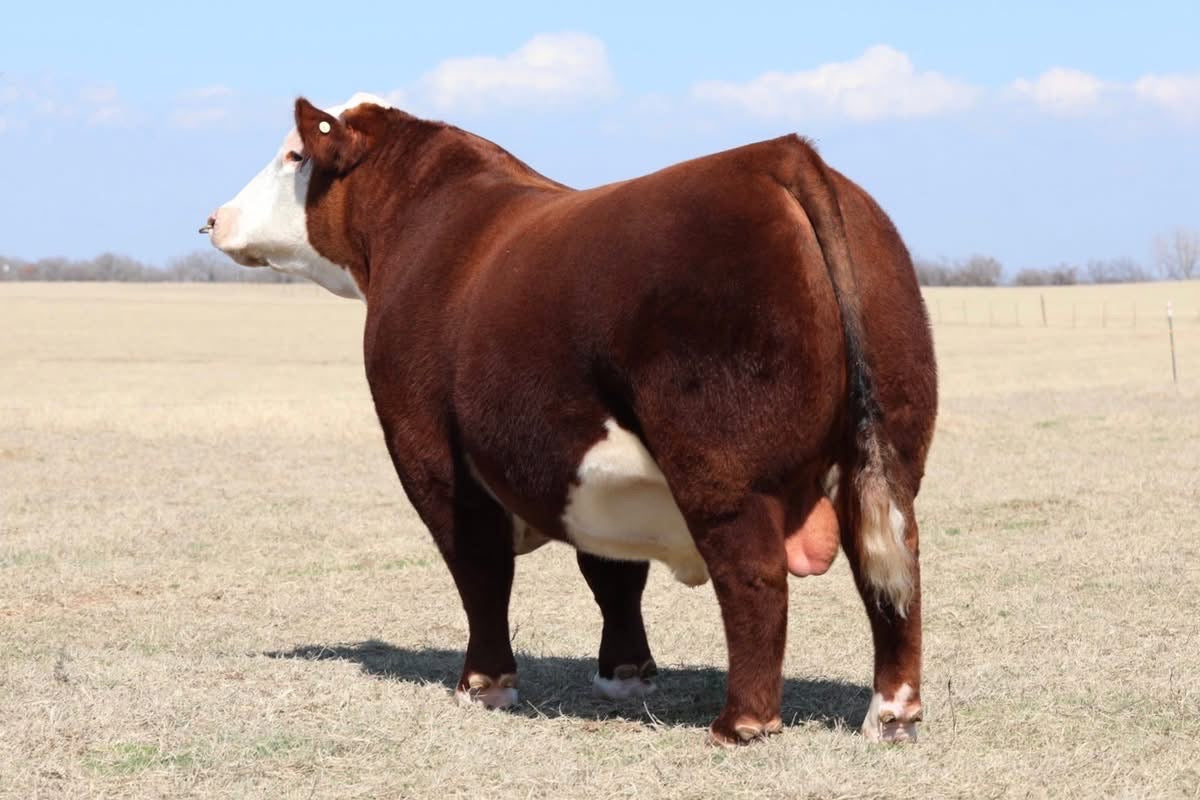 BK Pre Game 9113L Polled Hereford Bull Genesource