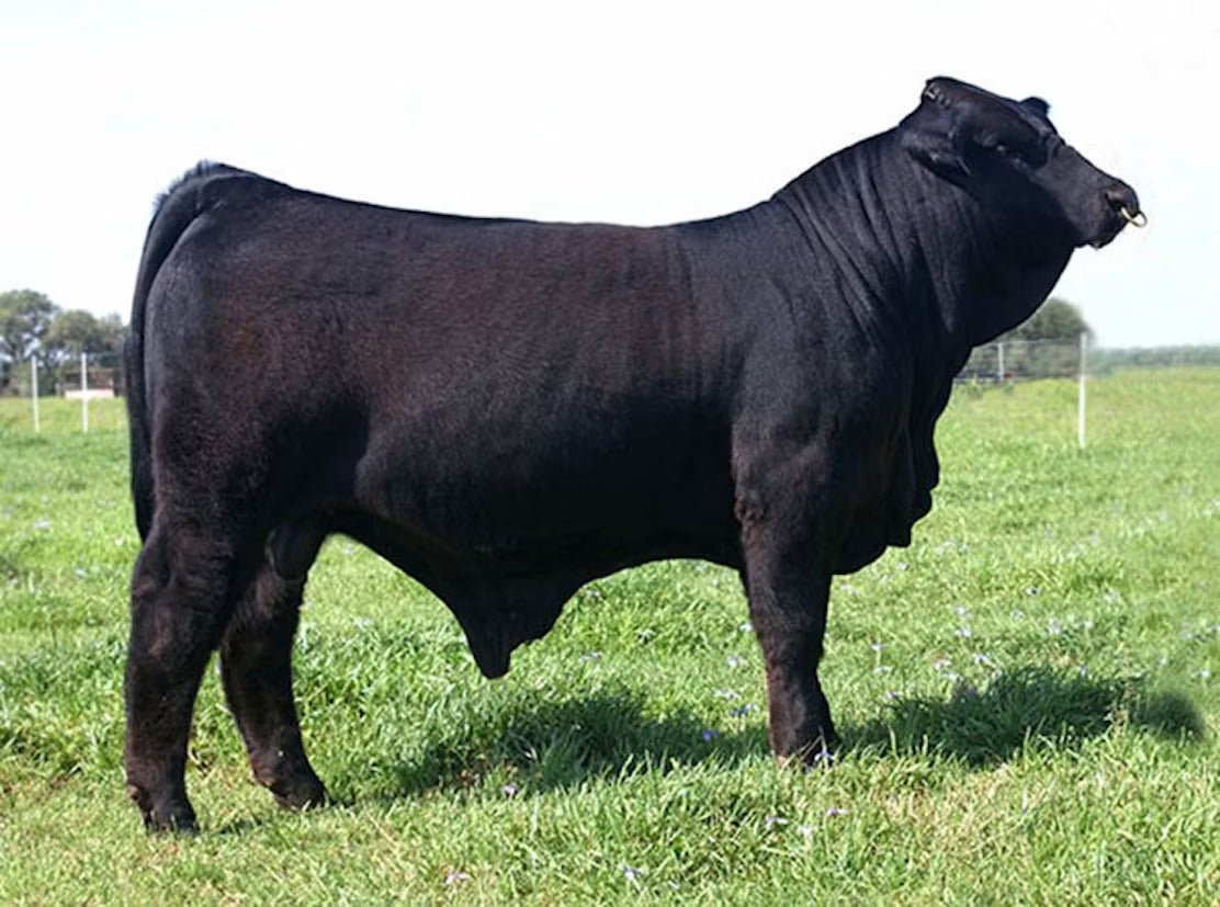 Hagan American Chopper Bull Semen * Genesource