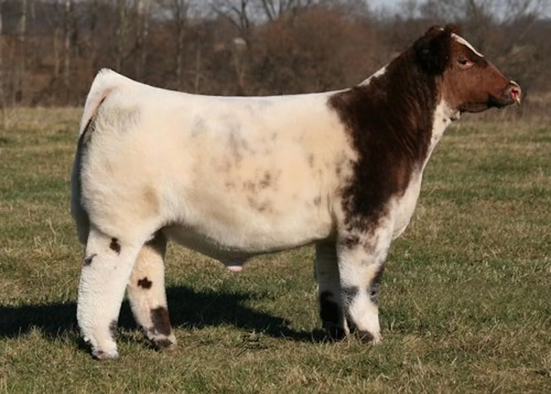 FSF Star Quest Bull Semen * Genesource