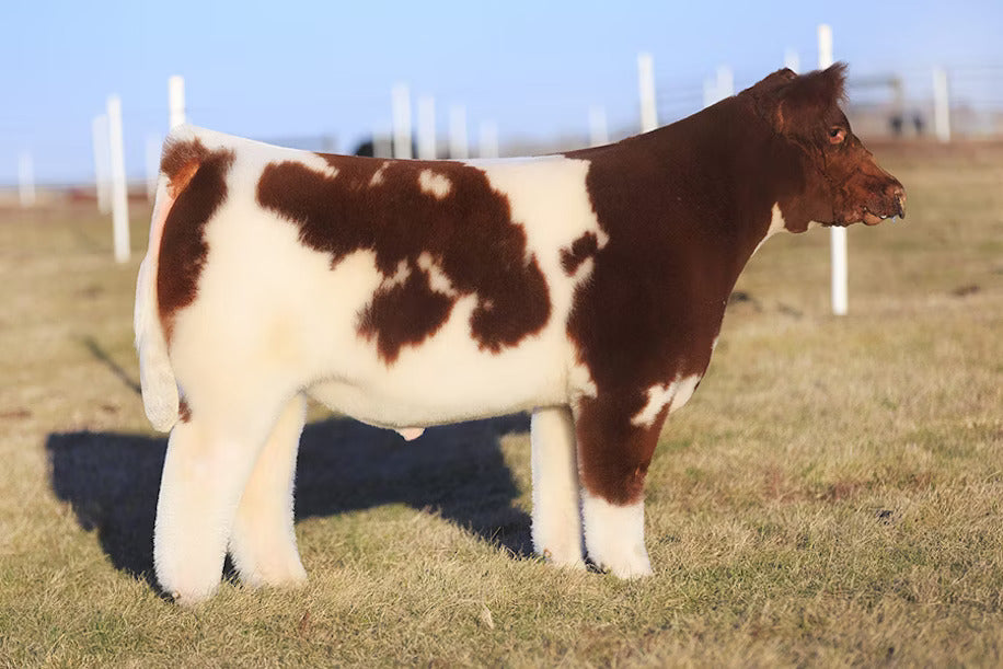 Savage Bull Semen * Genesource