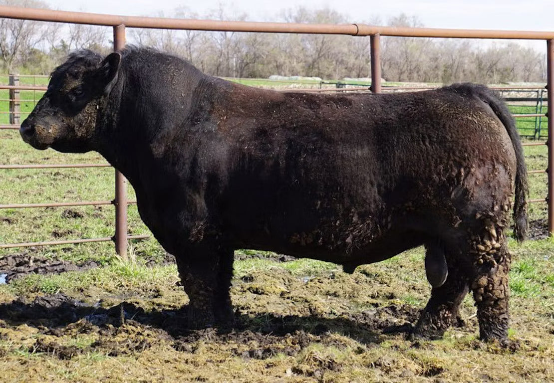 Bleeding Purple 419 Bull Semen * Genesource
