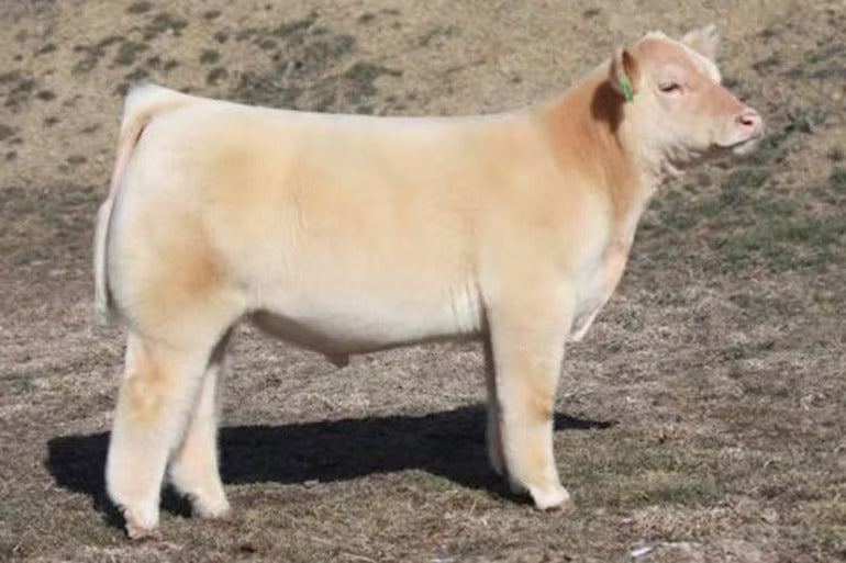 Bold N Gold Bull Semen * Genesource