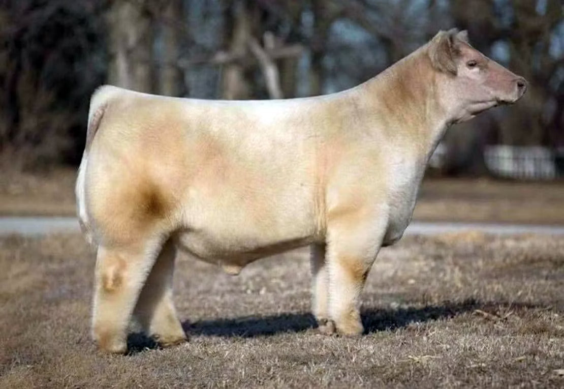 Gotcha Covered Bull Semen * Genesource