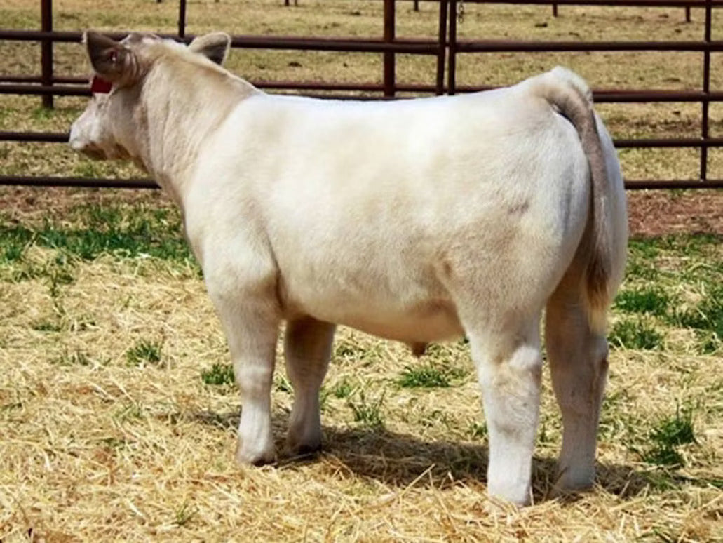 Good Business 419 Bull Semen * Genesource