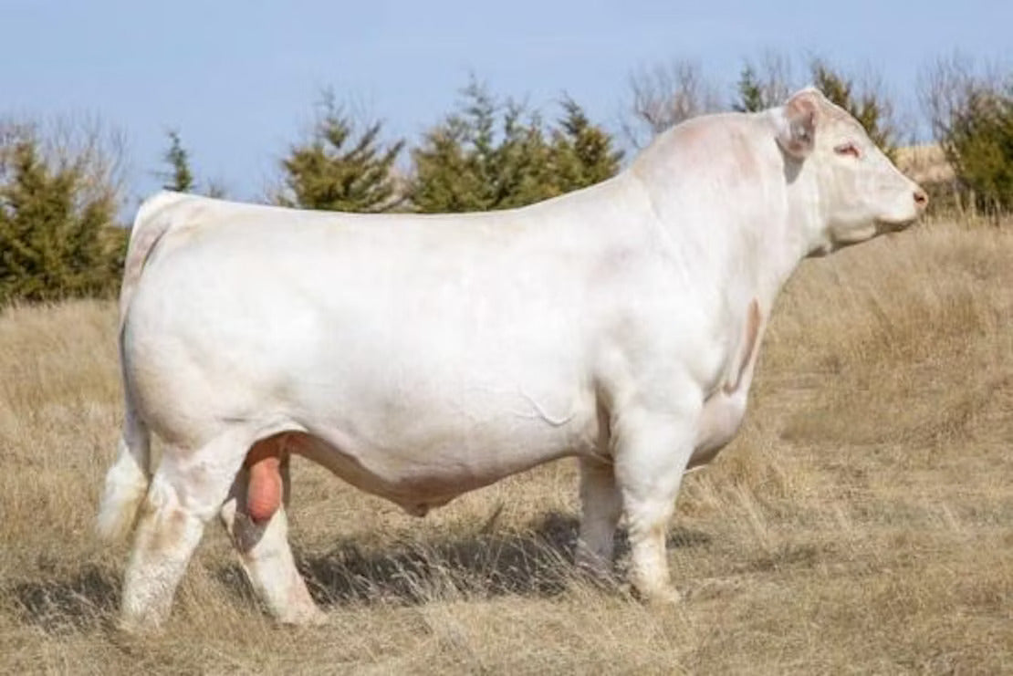 TR CAG Carbon Copy 7630E ET