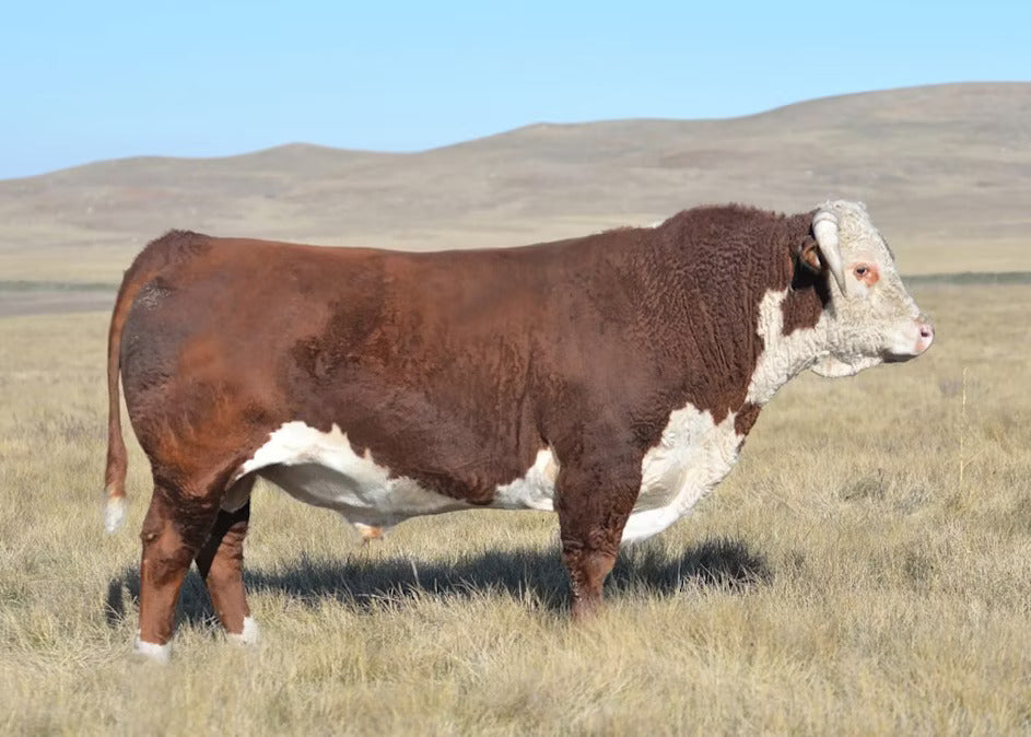 CL 1 Domino 2109Z Bull Semen * Genesource
