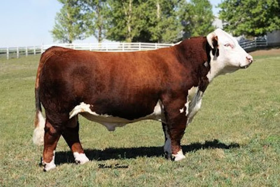 Delhawk Kahuna 1009 ET Bull Semen * Gensource