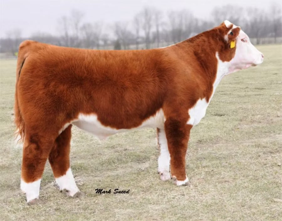 H Excel 8051 ET Bull Semen * Genesource