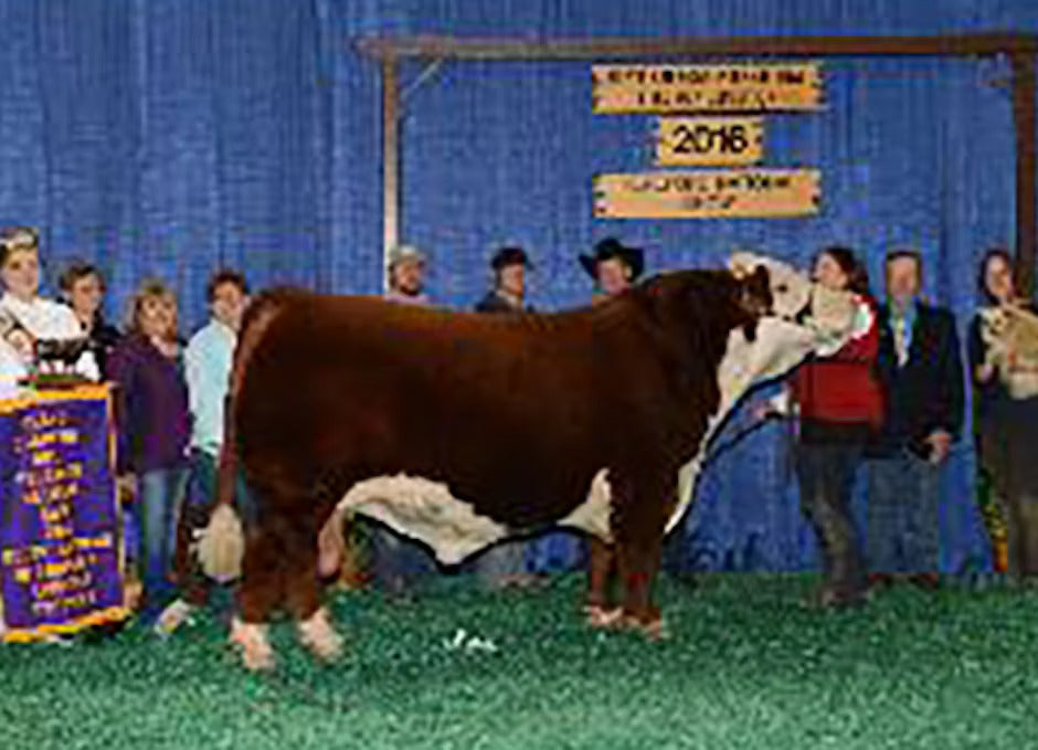 KLD RW Bouncer D41 Bull Semen * Genesource