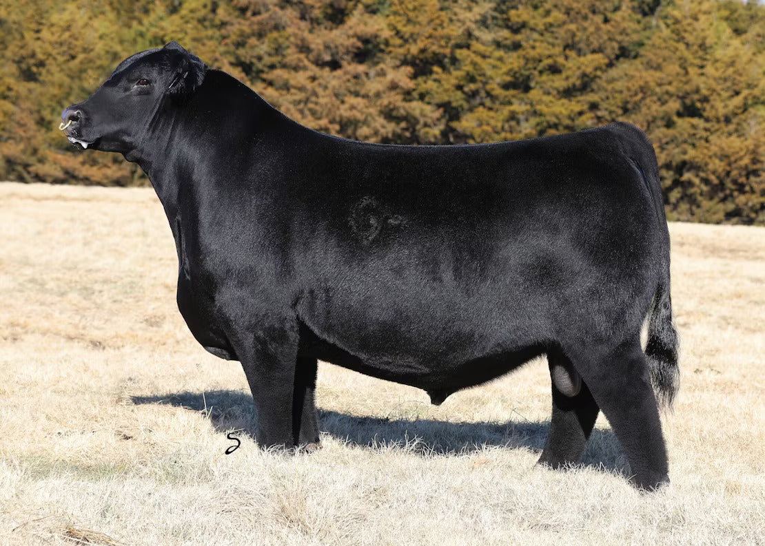 GCC Money Earned 852E Bull Semen * Genesource
