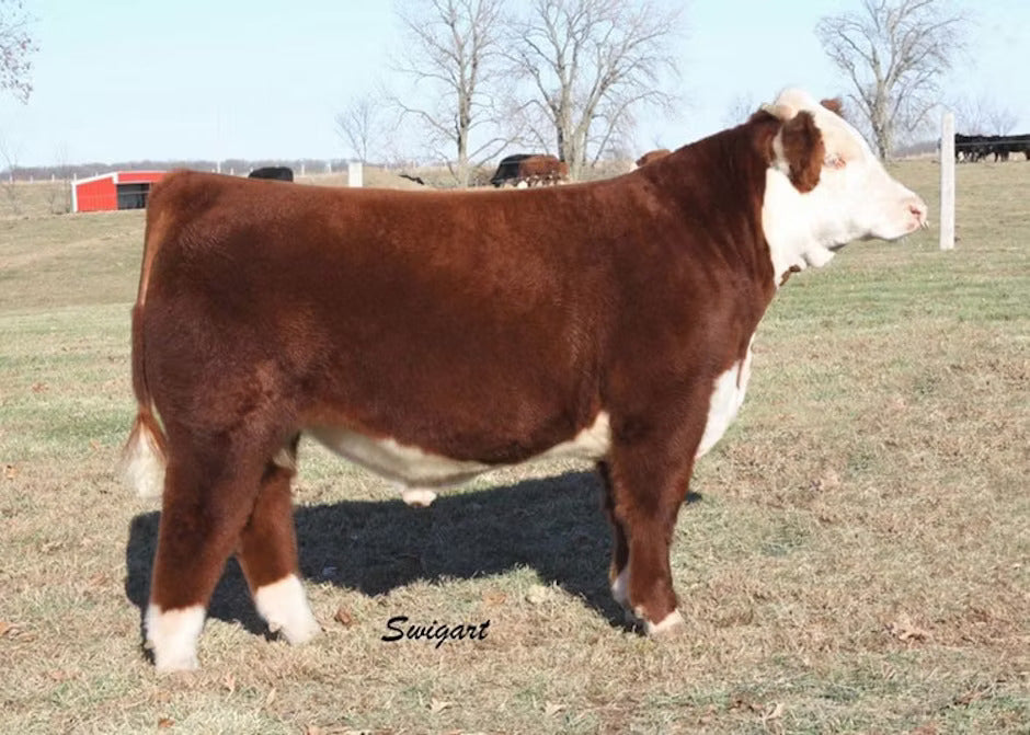 Purple Rueben James 40A ET