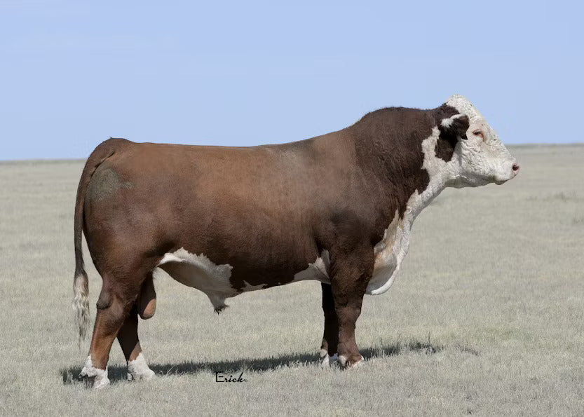 JCS Icon 4641