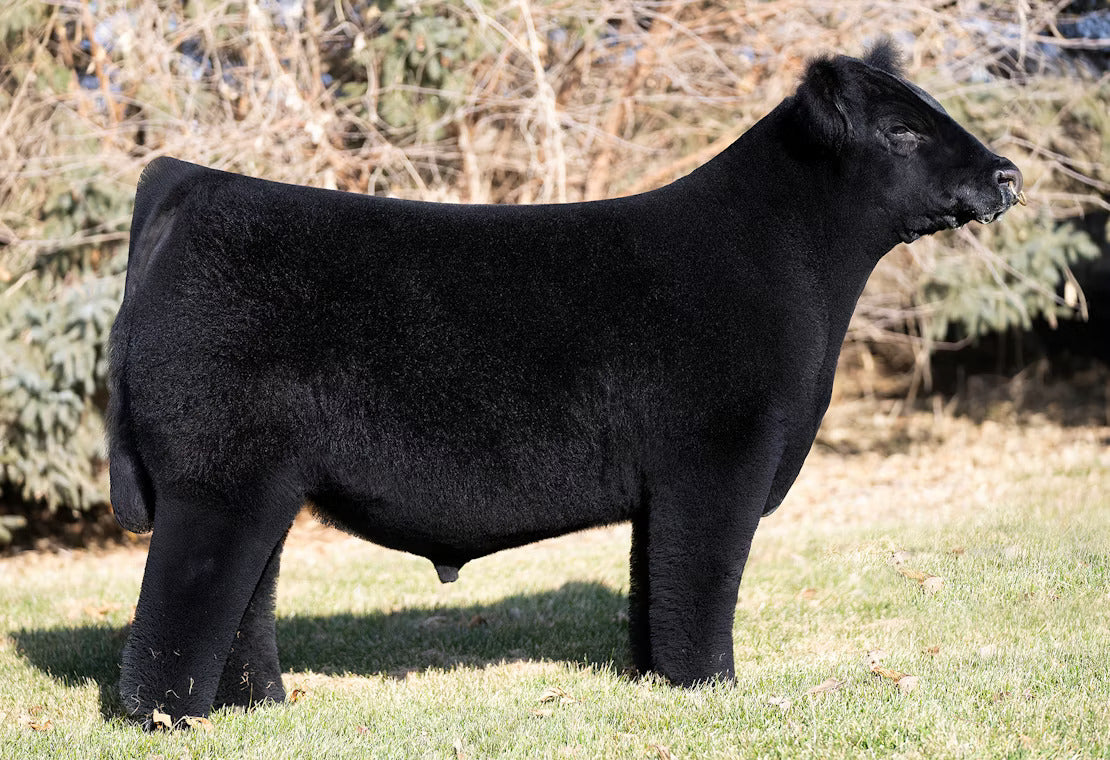 Bear Mountain Bull Semen * Genesource