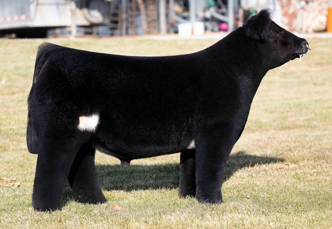 Cash on Delivery C.O.D Bull Semen * Genesource