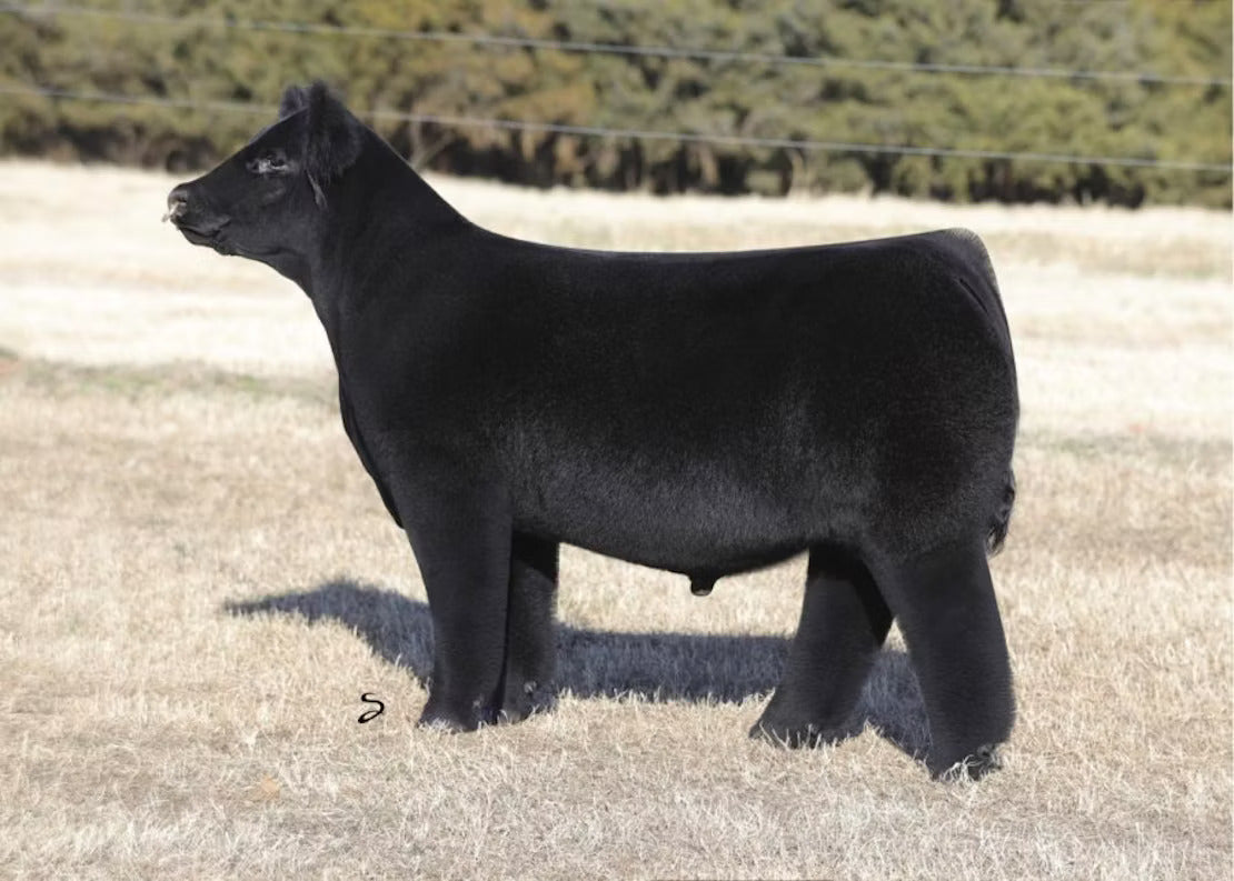 Good To Go Bull Semen * Genesource