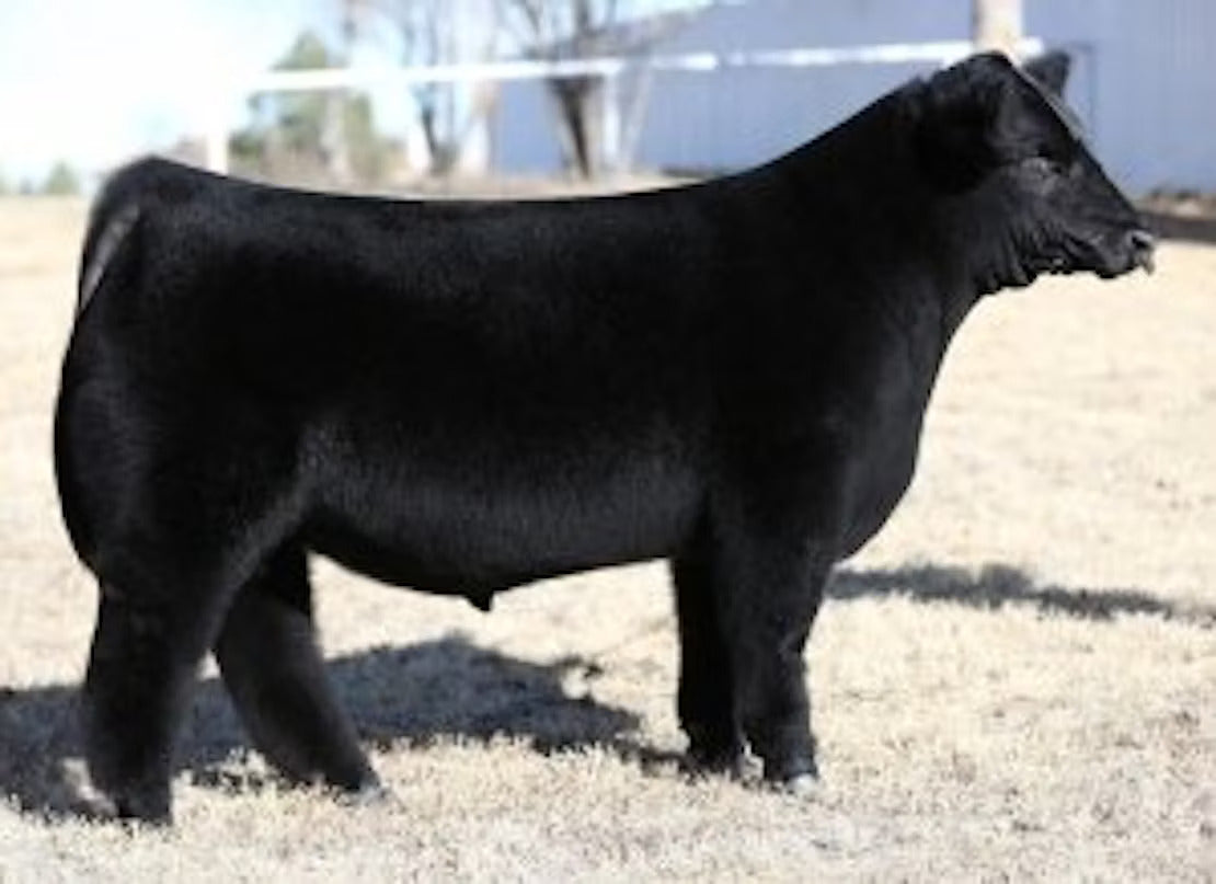 KJSC Real Deal 19D Bull Semen * Genesource