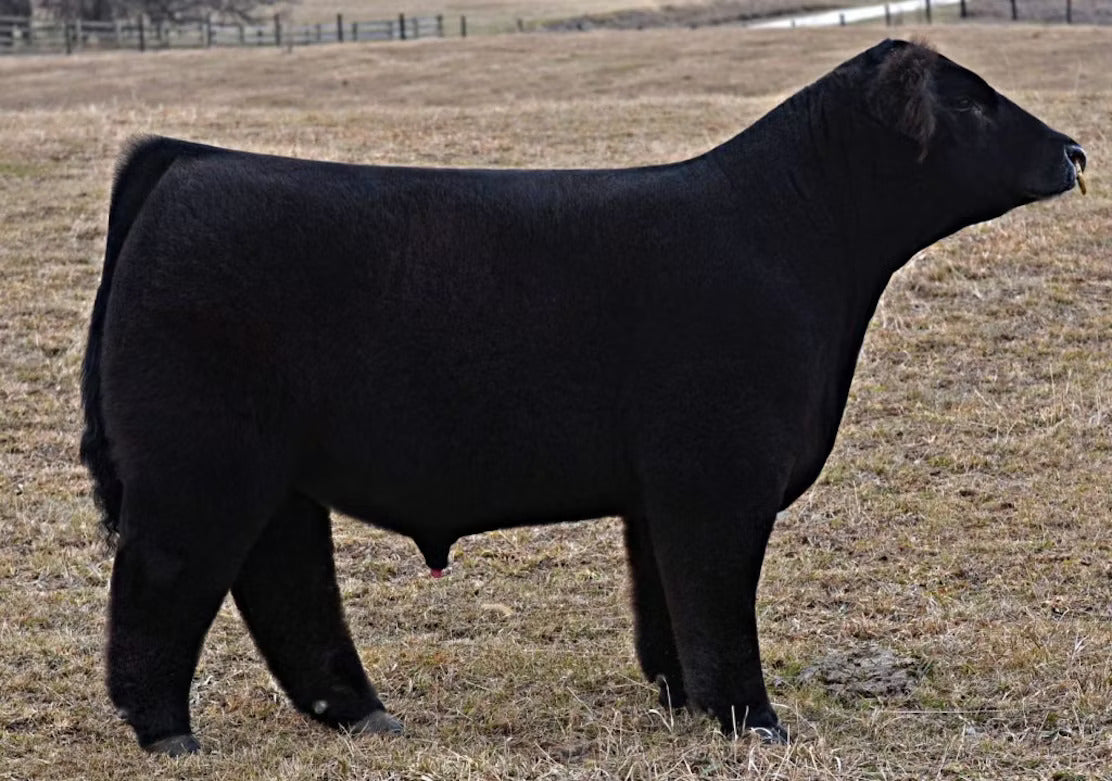 No Guts No Glory Bull Semen * Genesource