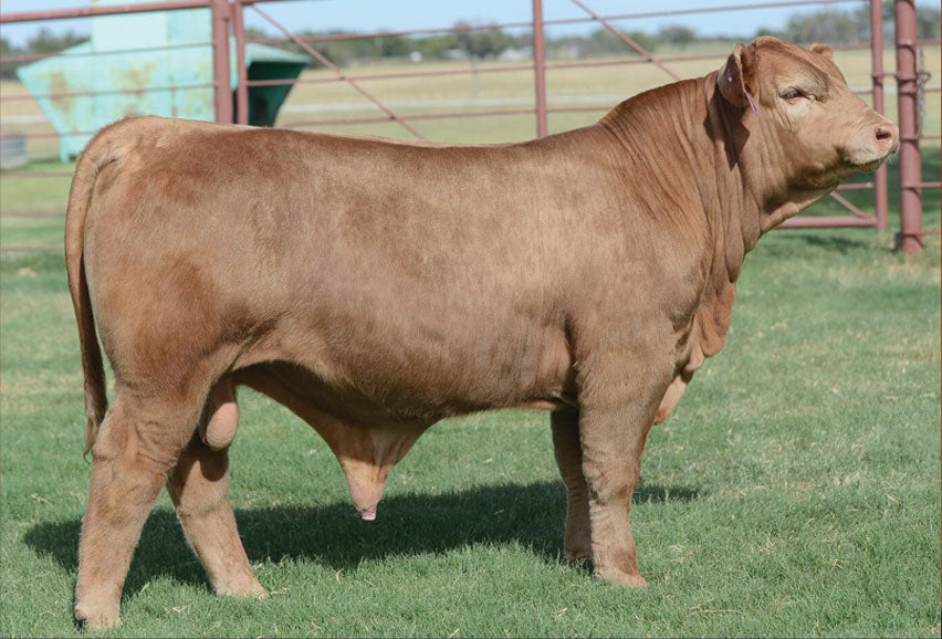 Fired Up Bull Semen * Genesource