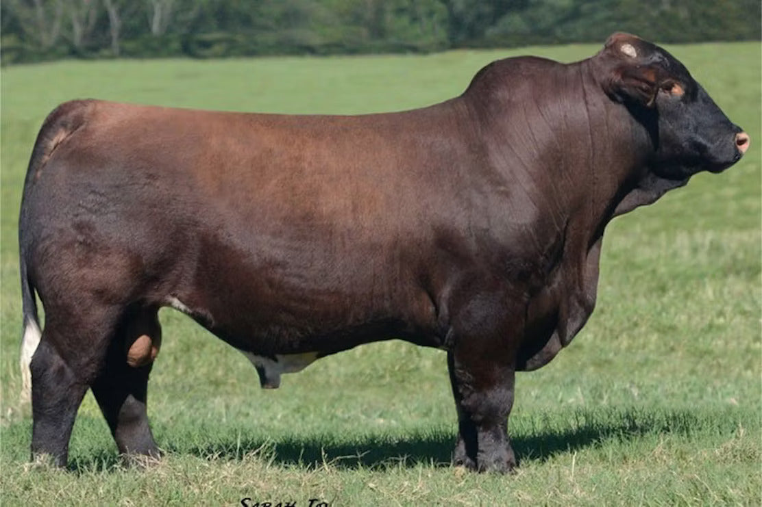 Megatron Bull Semen * Genesource