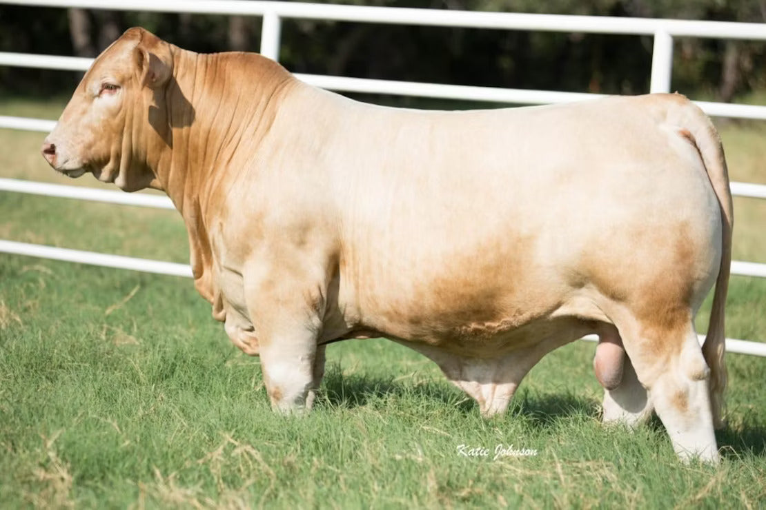 Solid Cheddar Bull Semen * Genesource