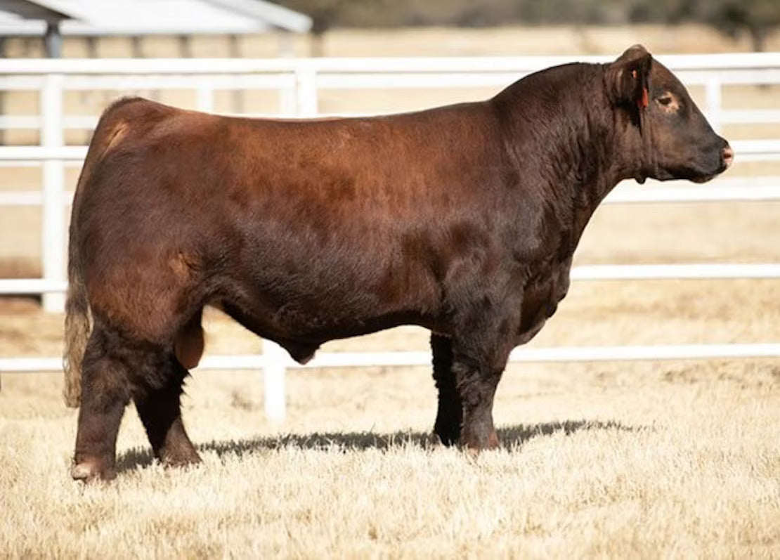 Oso Rojo Bull Semen * Genesource