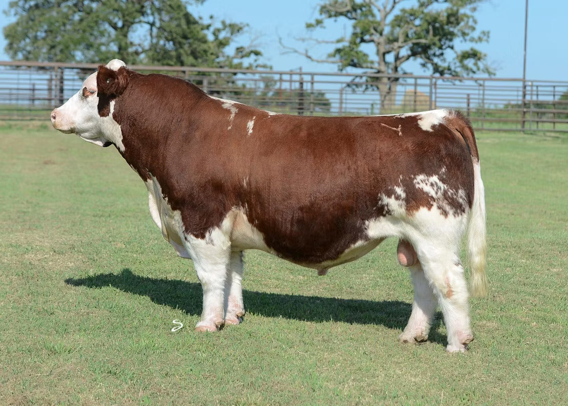 Man Up Bull Semen * Genesource