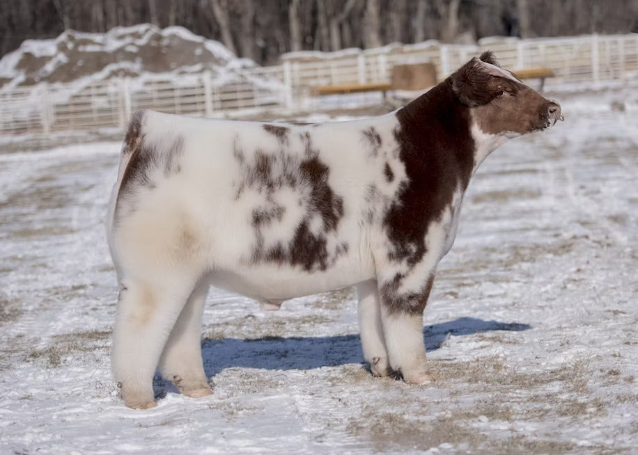 Red Neck Bull Semen * Genesource