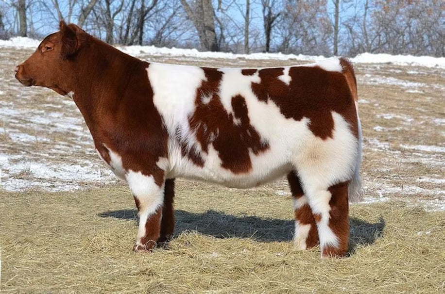 Uncle Si Bull Semen * Genesource