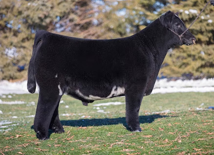 Quality Counts Bull Semen * Genesource