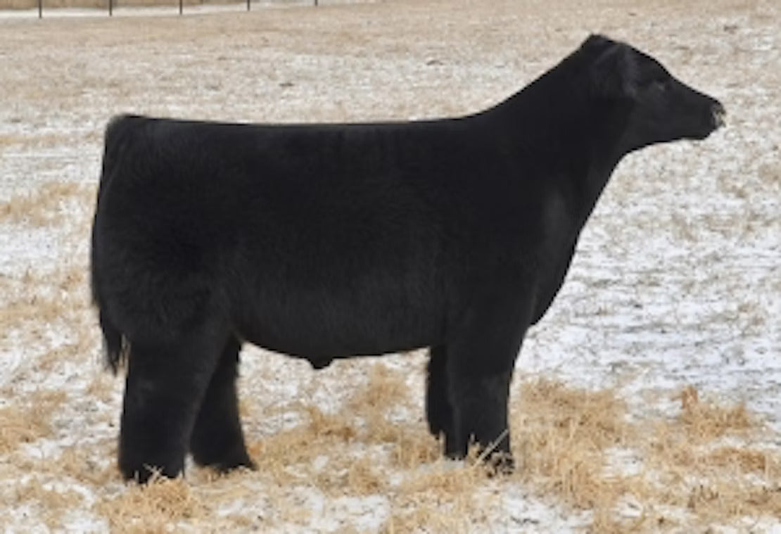 Italian Stallion Bull Semen * Genesource