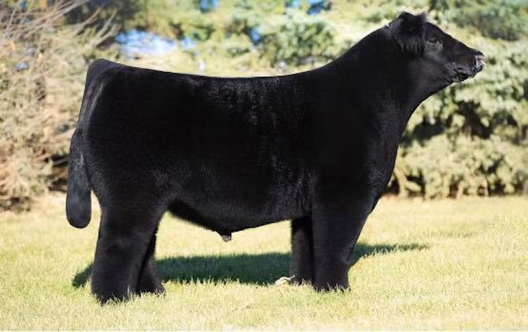 Wynne In Doubt Bull Semen * Genesource