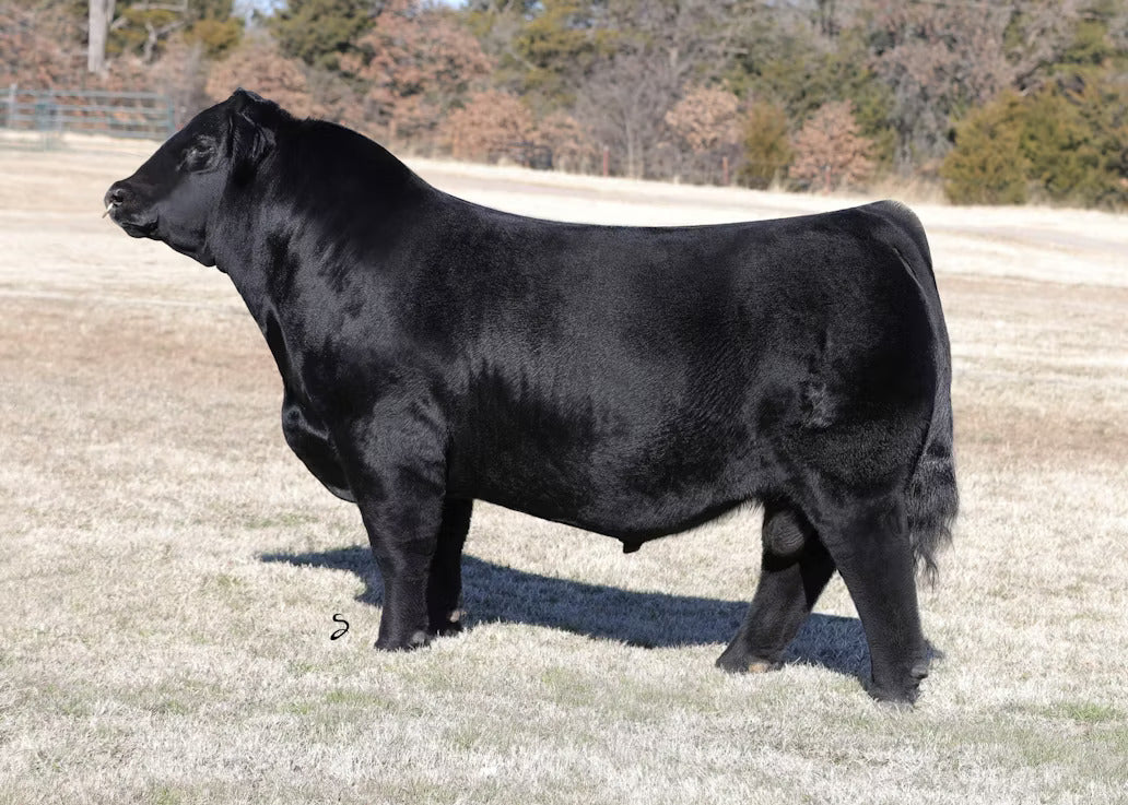 KMJ Husker 814 Bull Semen * Genesource