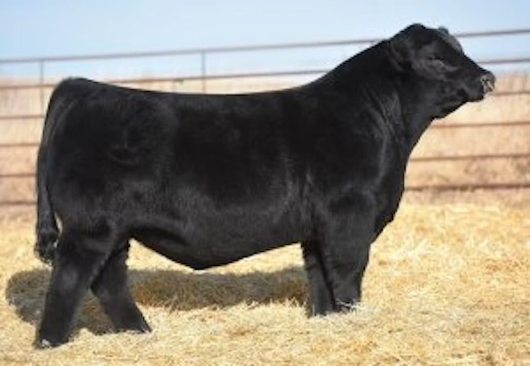 KCC1 Exclusive 116E Bull Semen * Genesource