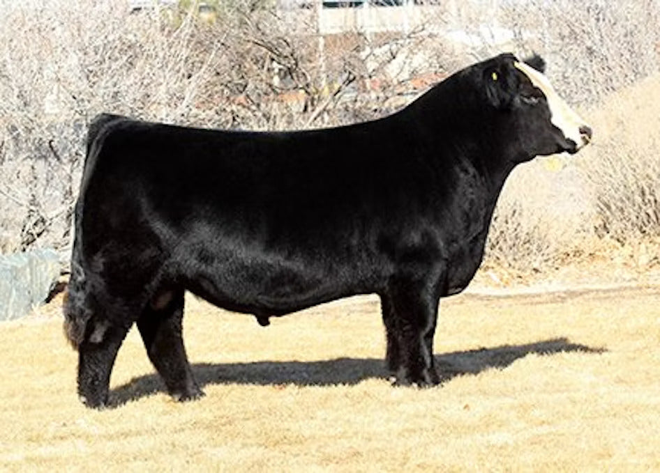 TJSC King Of Diamonds Bull Semen - Genesource