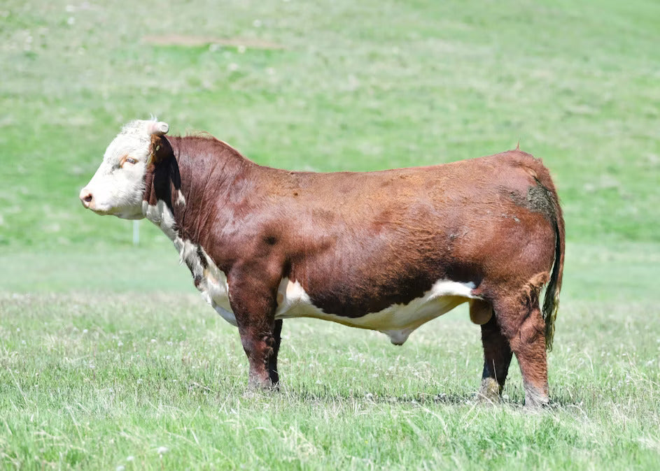 ECR 2296 Sensation 7787 ET Bull Semen * Genesource