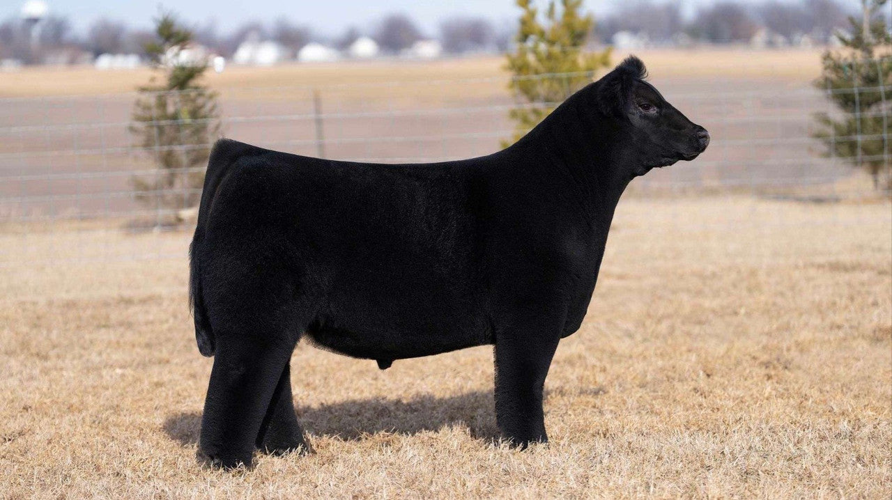 310 to Yuma Club Calf Bull - Genesource