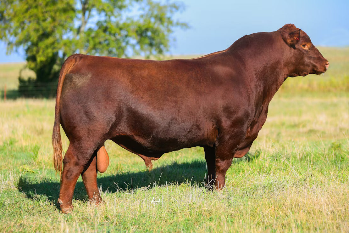 7KTG Denali Bull Semen * Genesource