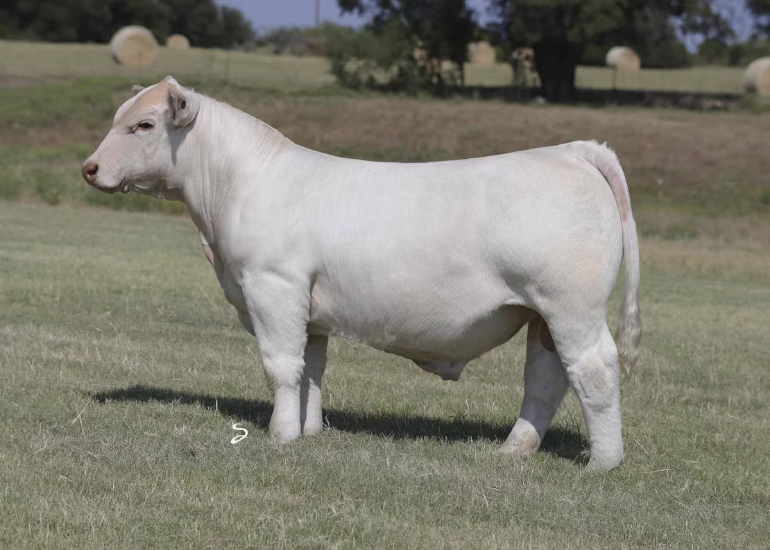 LJR MR Bad Hombre 2373